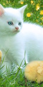 Animaux,Herbe,Poussins,Oiseaux,Chats