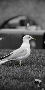 Animals,Birds,Grass,Gull,Flock,Seagull