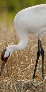 Herbe,Nid,Oisillon,Grue,Progéniture,Postérité,Poussin,Oiseaux,Animaux