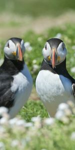 Animals,Birds,Grass,Pair,Cul De Sac,Dead End,Couple