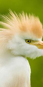 Garza,Animales,Birds