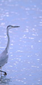 Animales,Birds,Garza