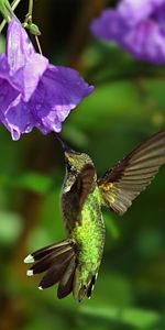 Animals,Birds,Humming Birds