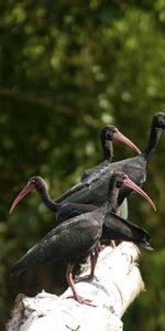 Animals,Birds,Ibises,Ibis,Nature