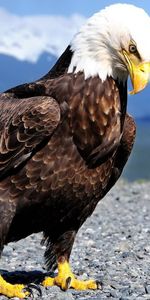 Animals,Birds,Mountains,Shore,Bank,Predator,Crow,Eagle