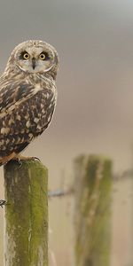 Animaux,Oiseaux,Chouette