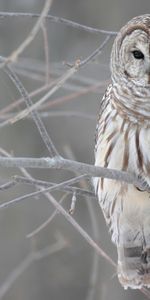 Animaux,Oiseaux,Chouette