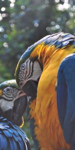 Animales,Pareja,Par,Birds,Loros,Guacamayo