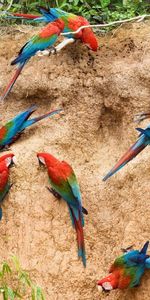 Animals,Birds,Parrots,Flight,Flock,Lodging,Accommodation,Wall