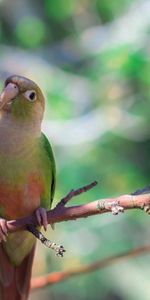 Animals,Birds,Parrots,Sit,Branches,Color