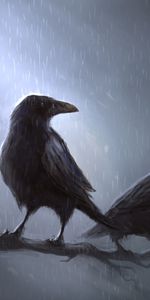 Animals,Birds,Pictures,Crows,Rain