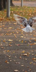 Pigeons,Animaux,Oiseaux