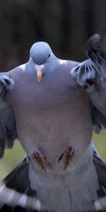 Animales,Palomas,Birds