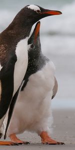 Animaux,Oiseaux,Pinguouins