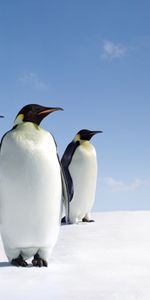 Animals,Birds,Pinguins