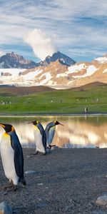 Animaux,Oiseaux,Pinguouins