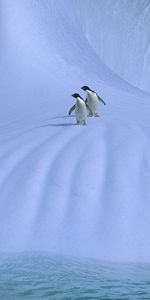 Animals,Birds,Pinguins