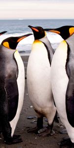 Animals,Birds,Pinguins