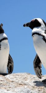 Animaux,Oiseaux,Pinguouins