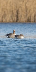 Animals,Birds,Pond,Geese