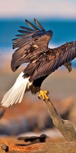 Animals,Birds,Predators,Sit,Branches,Sweep,Wings,Wave,Eagles