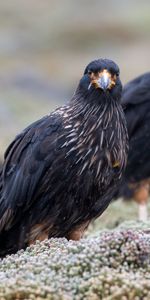 Karakars De Montagne,Caracers De Montagne,Faune,Animaux,Prédateurs,Oiseaux