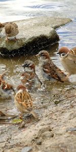 Animals,Birds,Rivers,Thirst,Sparrows