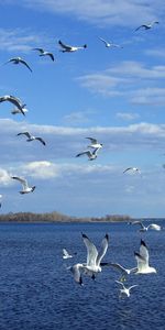 Birds,Gaviotas,Animales