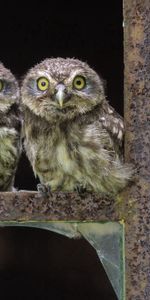 Animals,Birds,Sit,Small,Three,Owl