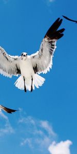 Animals,Birds,Sky