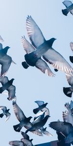 Sky,Animaux,Pigeons,Vol,Oiseaux