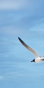 Animals,Birds,Sky,Seagulls