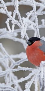 Animaux,Oiseaux,Neige