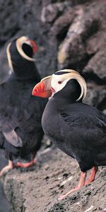 Animals,Birds,Stones,Break,Precipice,Red Beak