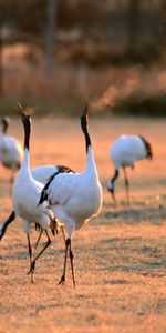 Animales,Birds,Cigüeñas