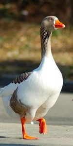 Animaux,Oies,Flâner,Aile,Promenade,Ailes,Trois,Oiseaux