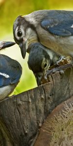 Se Soucier,Soin,Souche,Pénébret,Animaux,Paire,Famille,Coupler,Une Famille,Oiseaux