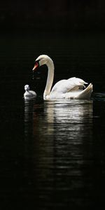 Animals,Birds,Swan,Water