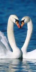 Animales,Birds,Cisnes