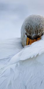 Animales,Cisnes,Birds