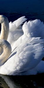 Animales,Cisnes,Birds