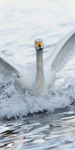 Cygnes,Animaux,Oiseaux