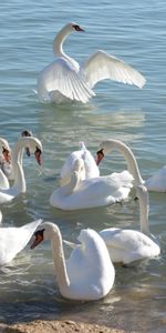 Animals,Birds,Swans