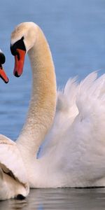 Animals,Birds,Swans