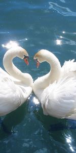 Animales,Birds,Agua,Cisnes