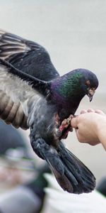 Balayer,Animaux,Alimentation,Pigeons,Oiseaux,Vague