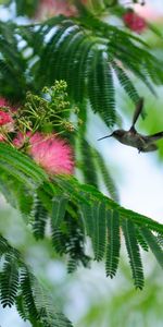 Animales,Birds,Árboles,Colibríes