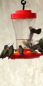 Animals,Birds,Trough,Feeder,Drinker,Humming Birds