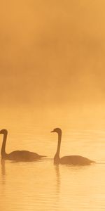 Animals,Birds,Twilight,Swans,Dusk,Fog,Silhouettes