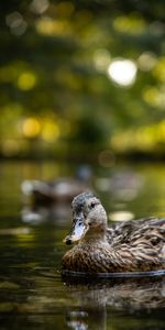 Animales,Birds,Agua,Lago,Pato